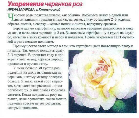 Как садить чайно гибридные розы. Описание розы. памятка по уходу за розами. описание розы кратко. розы классификация сортов.