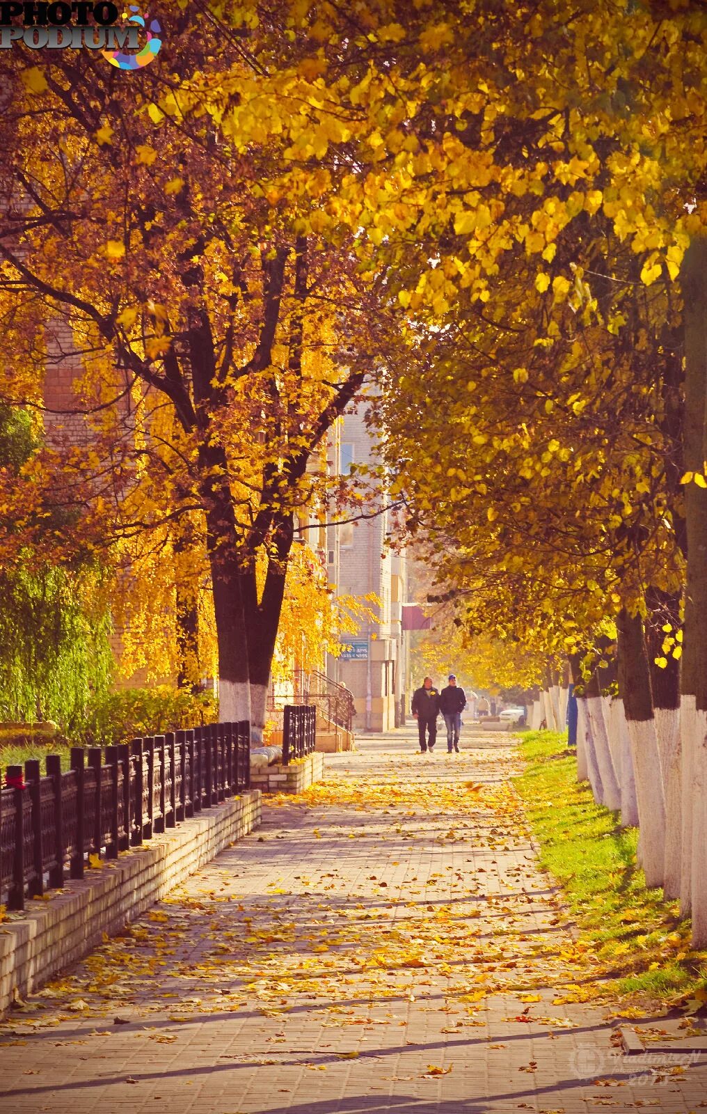 Улица золотистая. Осенний город. Осень в городе. Осенняя улица. Город осенью.