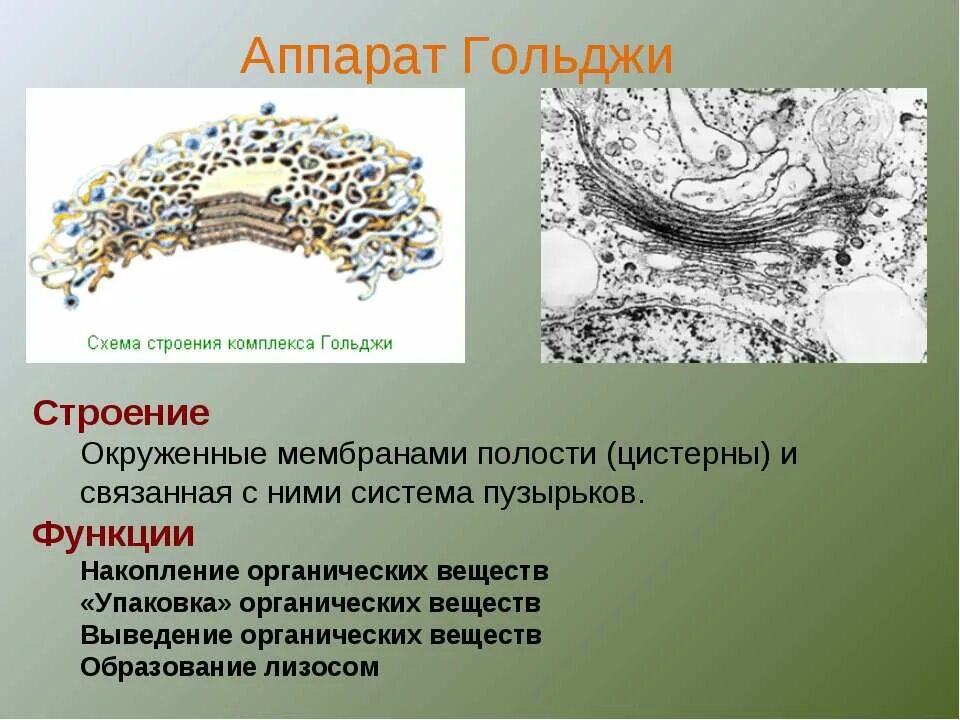 Какие формы мембранных структур образуют аппарат гольджи. Функция цистерны комплекса Гольджи. Функции аппарата Гольджи в животной клетке.