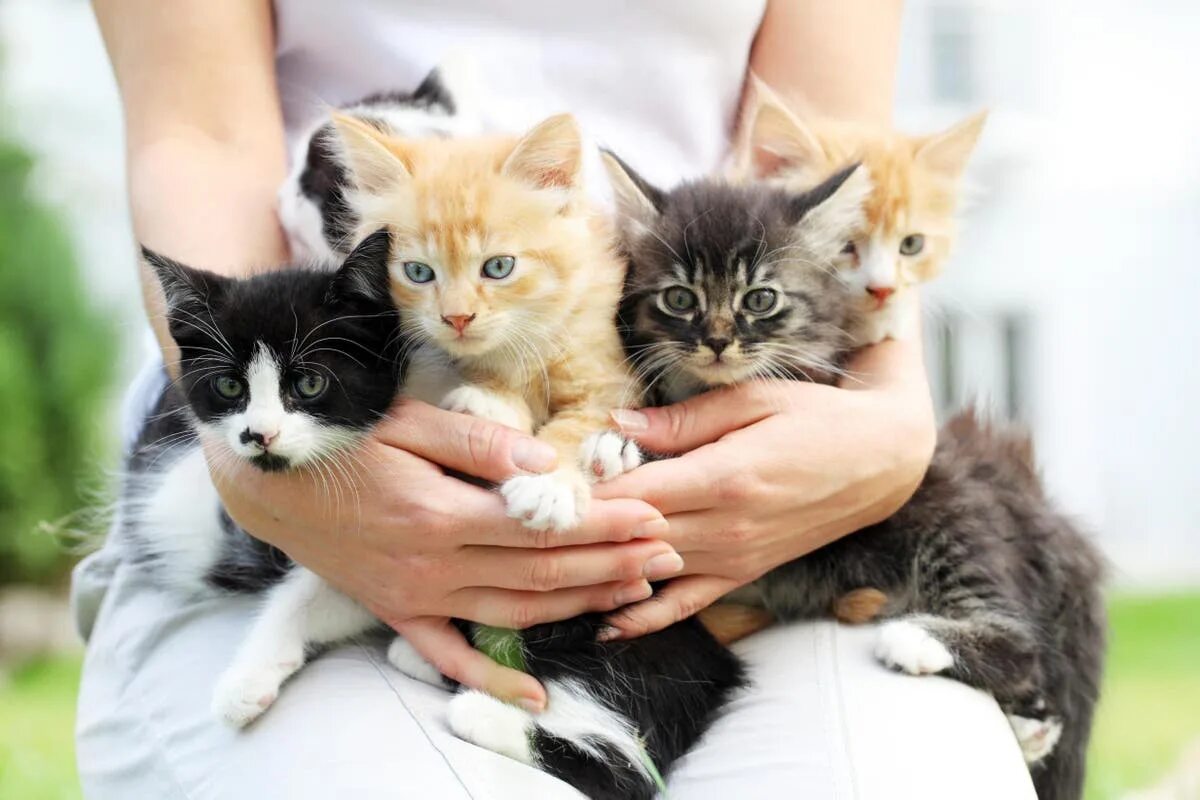 Caring cat