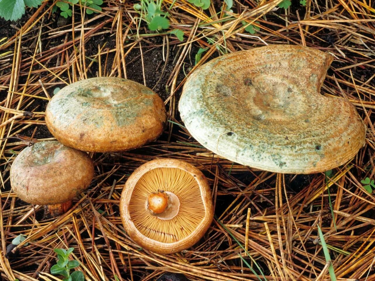 Рыжики быстро. Рыжик Сосновый/Боровой (Lactarius deliciosus);. Рыжик Боровик. Рыжик настоящий Lactarius deliciosus. Рыжик Сосновый деликатесный.