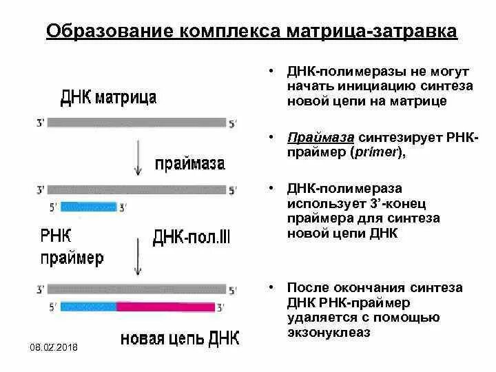 Праймер биология. Затравка ДНК полимеразы. Матрица для всех ДНК полимераз. Праймеры ДНК. Праймер ДНК.