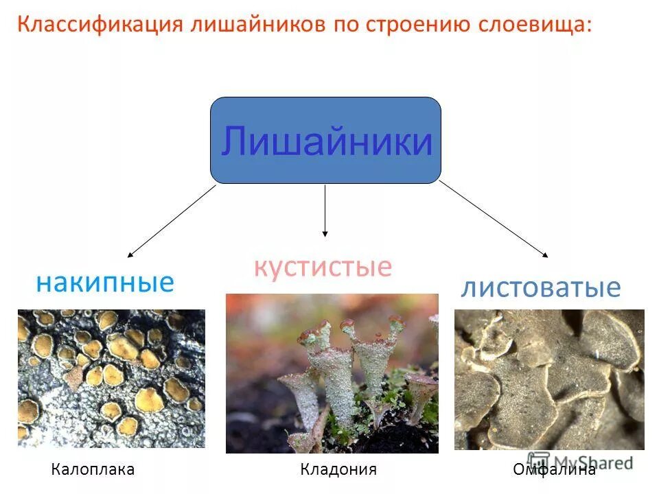 Классификация накипные лишайники. Накипные лишайники строение. Лишайники накипные кустистые. Накипное слоевище лишайника