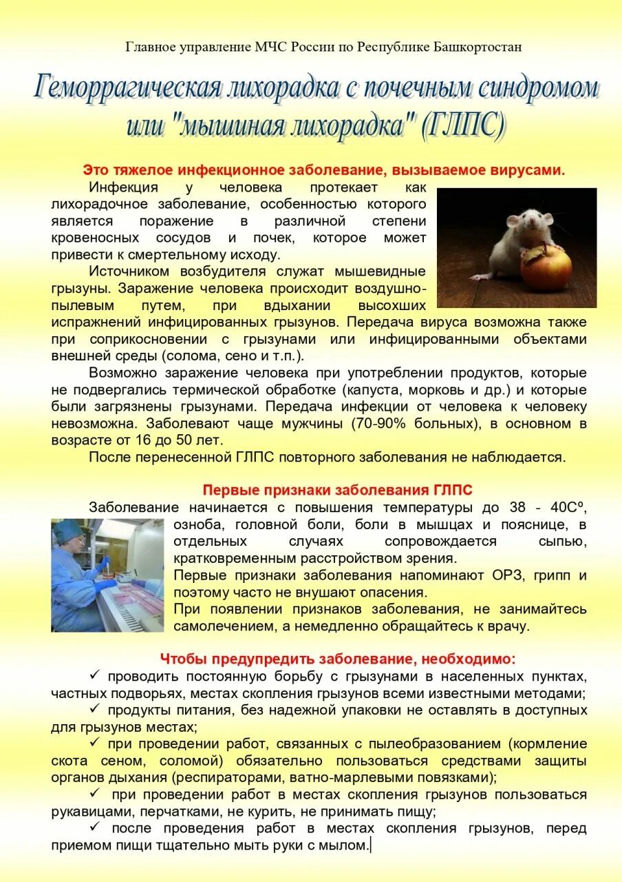 Мышиная лихорадка симптомы и лечение. Мышиная лихорадка. признаки мышиной лихорадки. питание больных после мышиной лихорадки. водка для профилактики от мышиной лихорадки.
