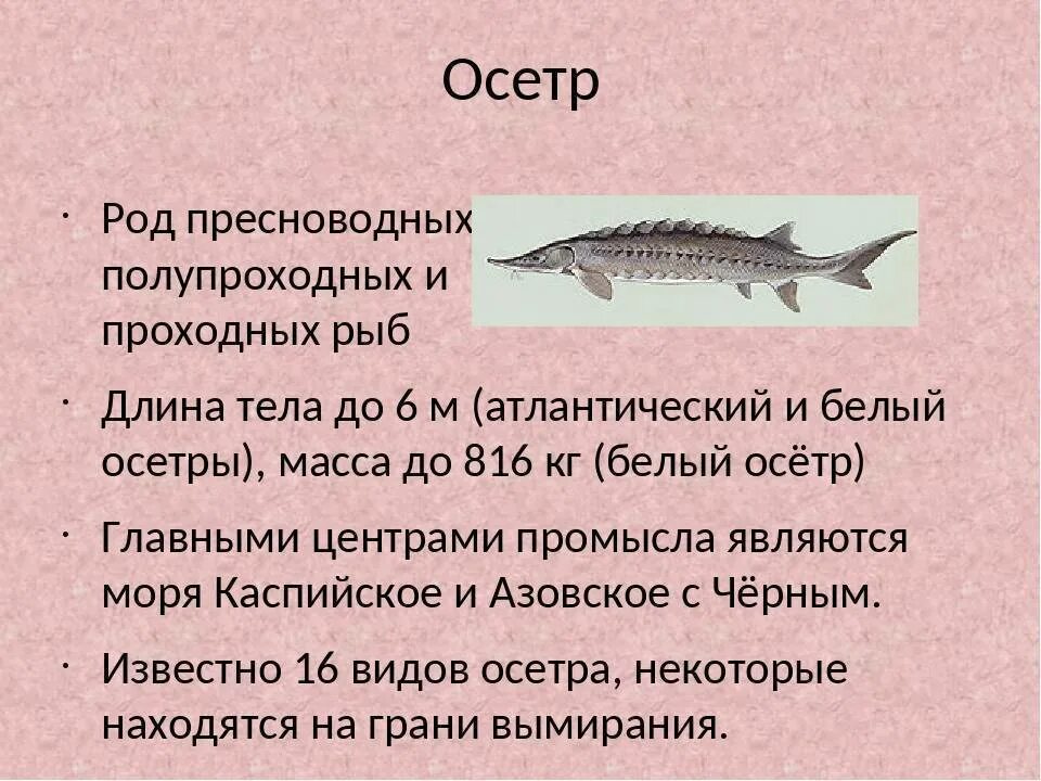Характеристика осетровых рыб. Рыба осетр. Осетровые рыбы характеристика. Осетровые характеристика.