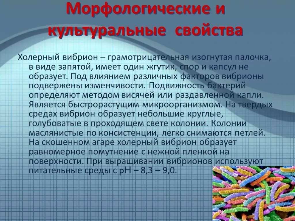 Известно что холерный вибрион вид подвижных. Холерный вибрион морфология культуральные свойства. Возбудитель холерный вибрион. Холерный вибрион морфологические свойства. Холерный вибрион характеристика.