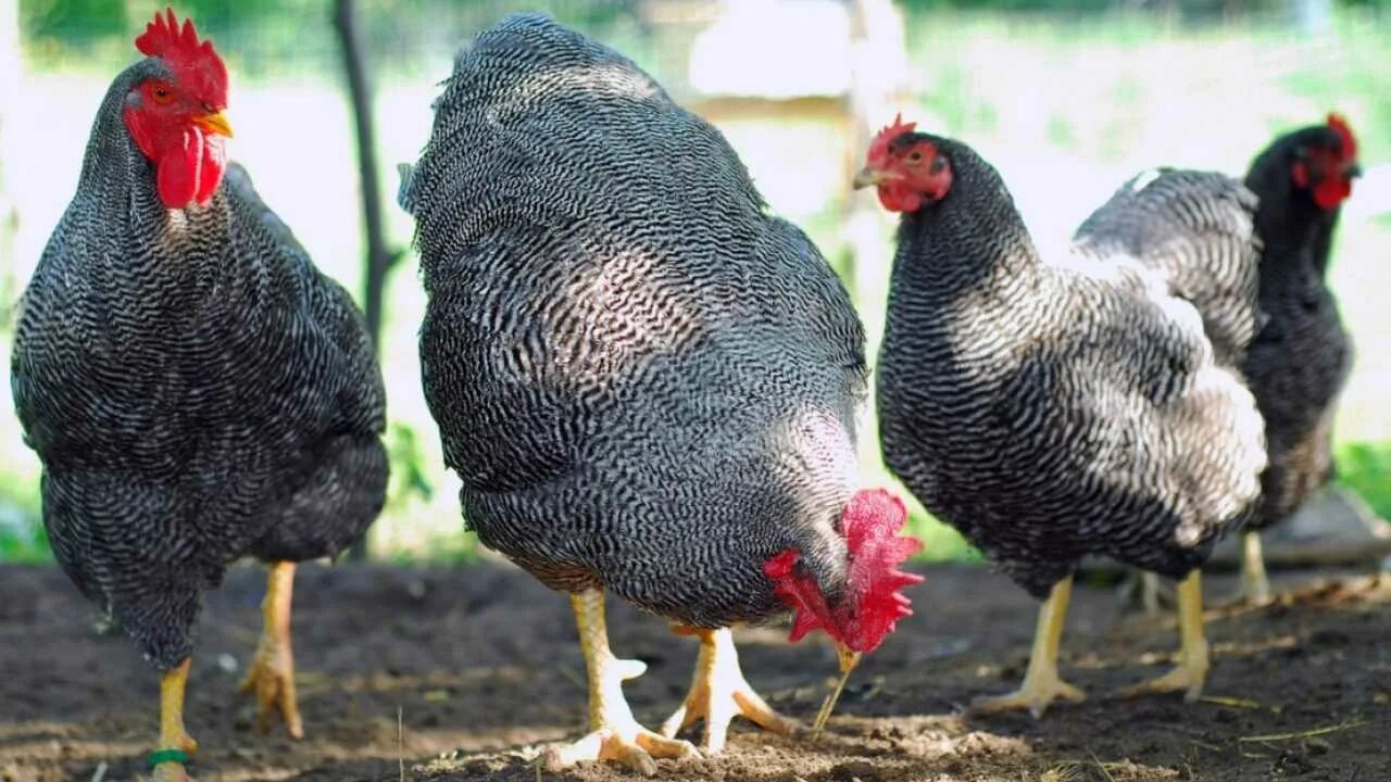 амераукана куры яйца. порода петухов араукана. араукана порода. куры породы араукана яйца. амераукана лаванда порода.