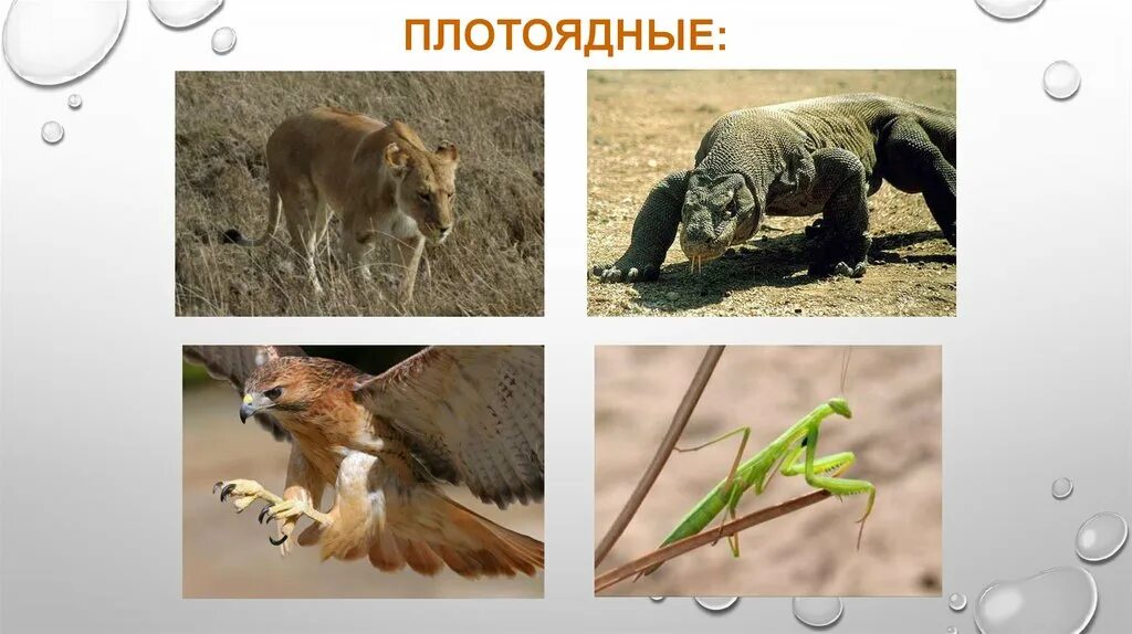 Чем питаются плотоядные. Чем питаются хищные животные. как питаются плотоядные животные. человек это плотоядное животное.