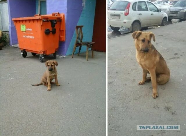 В волю отдохнувшие собаки легко понесли установку