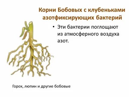 Корневой системы бобовые