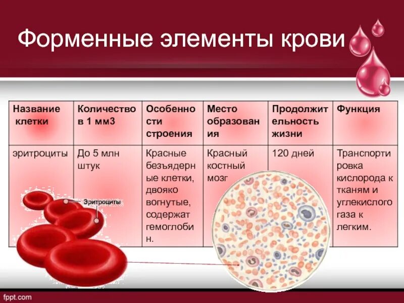 Форменные элементы формы. Форменные элементы крови таблица тромбоциты. Форменные элементы крови таблица лимфоциты. Клетка крови красная строение. Таблица клетка крови строение крови функции.