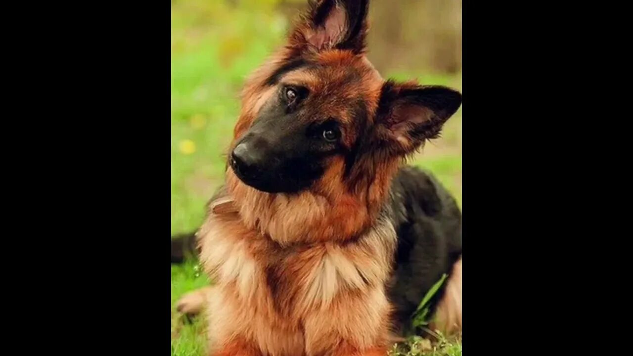 Собака но. Мордашка собачки. Лабрадор гладкошерстный. Собака но. Виноватый вид.