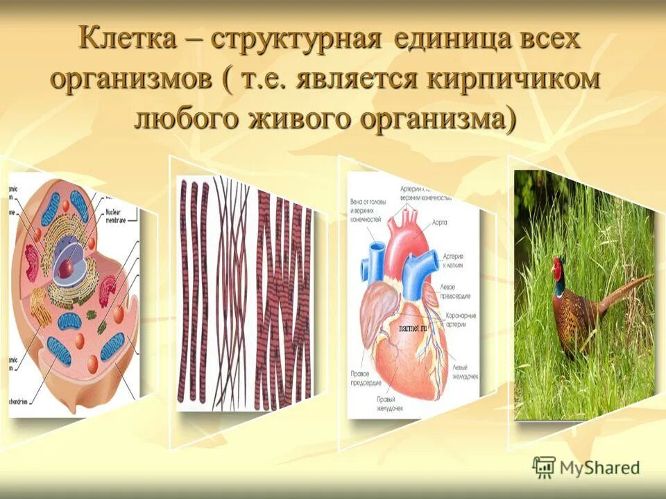 структурные единицы клетки. клетка структурно функциональная единица живого. клетка структурно функциональная единица организма. клеточный и субклеточный уровень организации. клетка структурно функциональная единица организма.