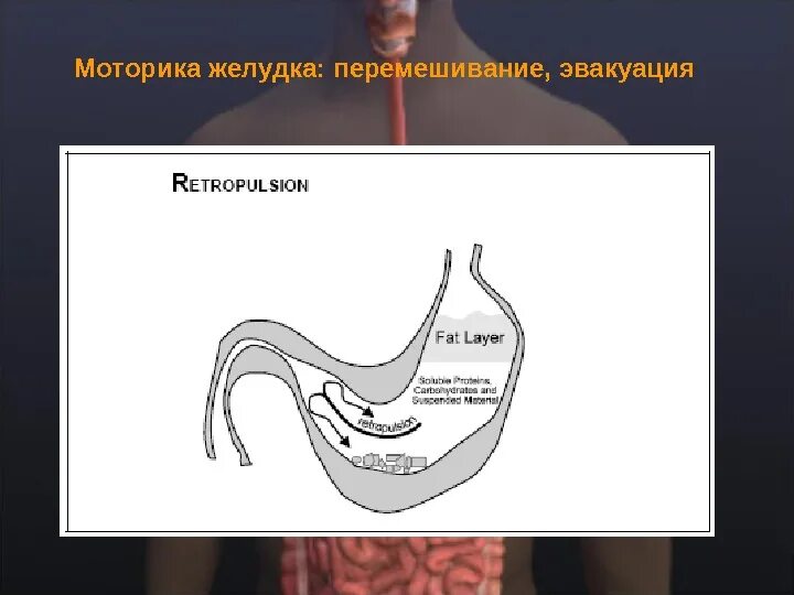 Желудочная моторика. Моторика желудка. Моторная функция желудка. Перистальтика желудка. Моторика желудка физиология.