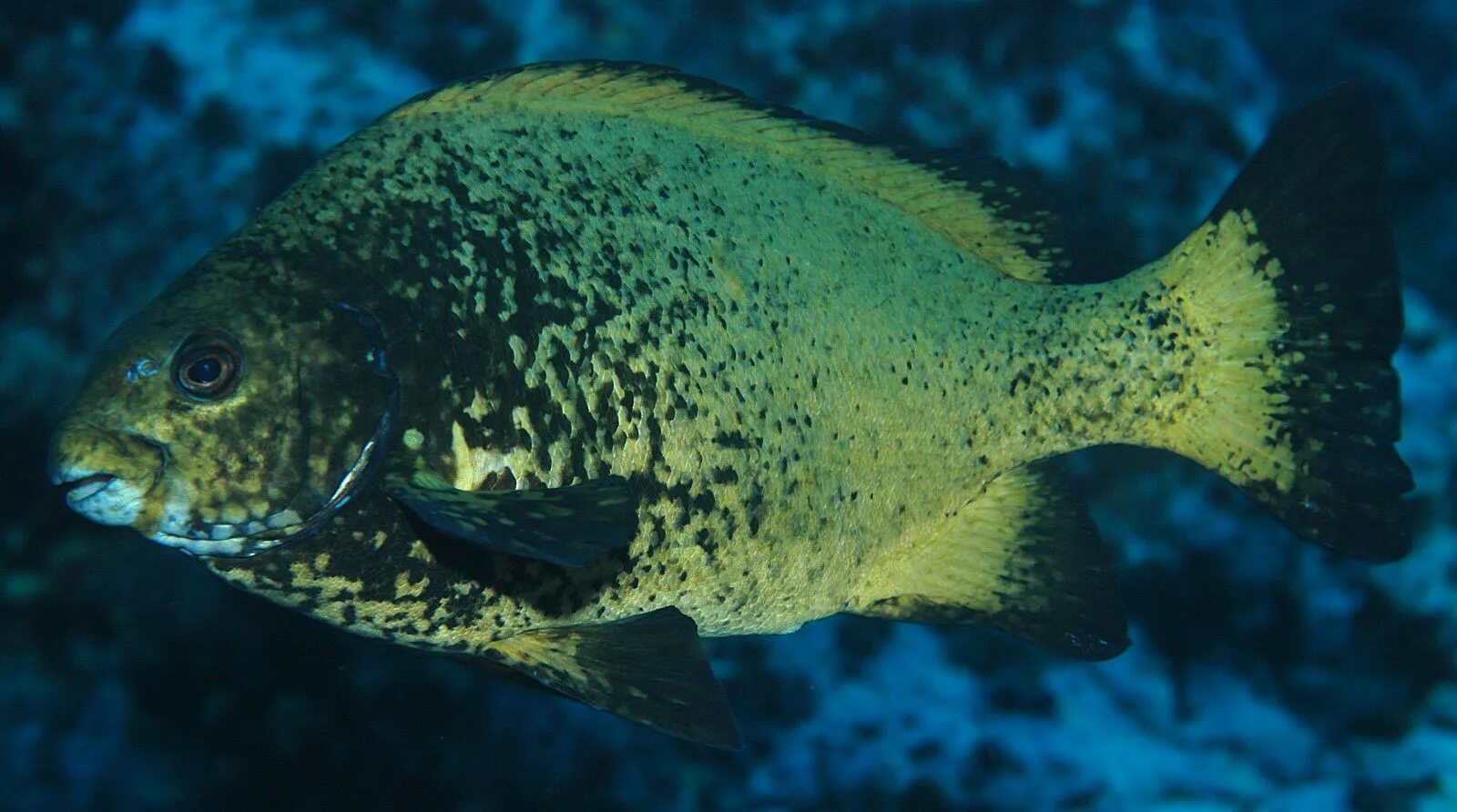 Рыба гирелла. Отряд окунеобразные. Окунь солнечный ушастый. Lepomis gibbosus. Окунеобразные рыбы.