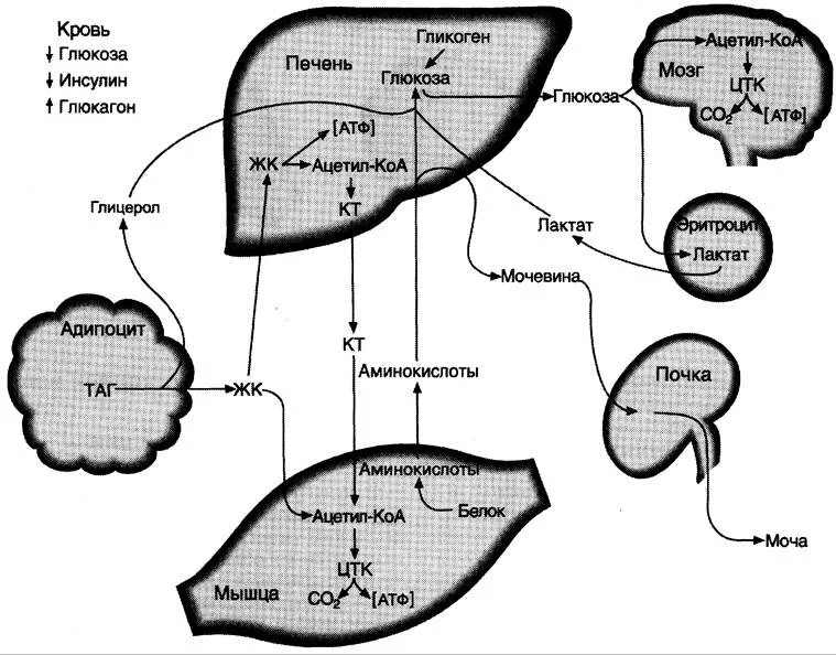 Печень это белок. Схема регуляции обмена гликогена инсулином. Печень адсорбтивный период биохимия. Регуляция секреции инсулина схема. Печень абсорбтивный период метаболизм.