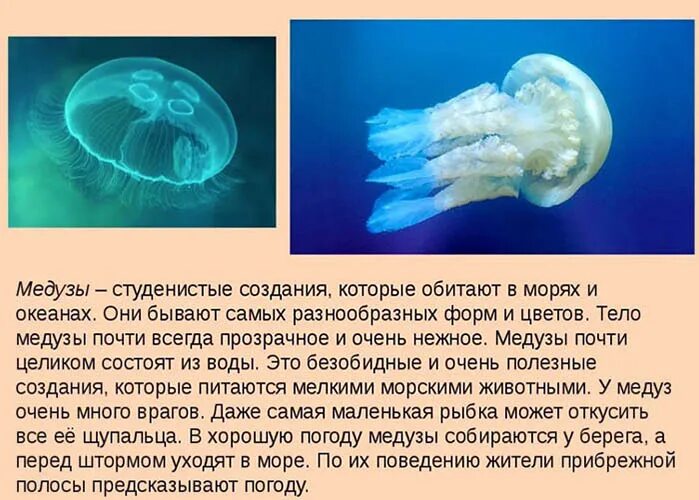 Медуза цианея 77 фотографий
