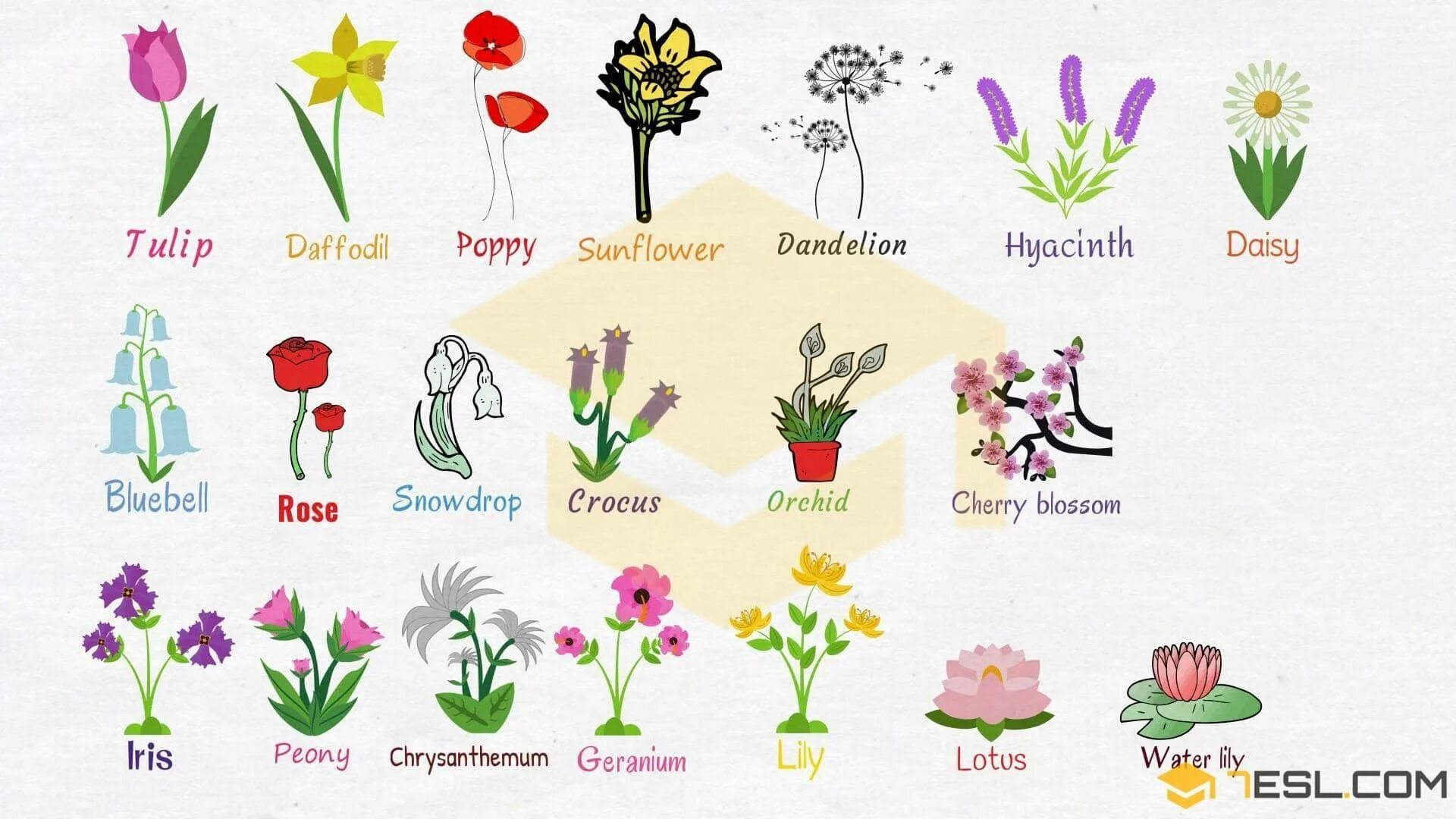 Названия цветов растений. Цветы названия на английском. Названия цветов на английском языке растений. Рисунки цветов с названиями.