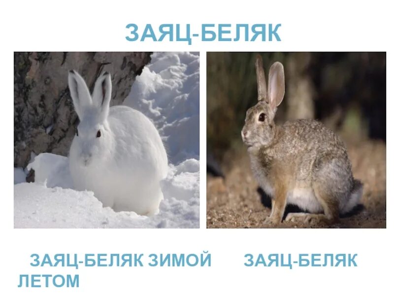 Некоторые животные с приходом зимы меняют окраску. Заяц беляк меняет окраску весной. заяц русак зимой и летом. заяц беляк меняет акрас. заяц беляк летом и зимой.