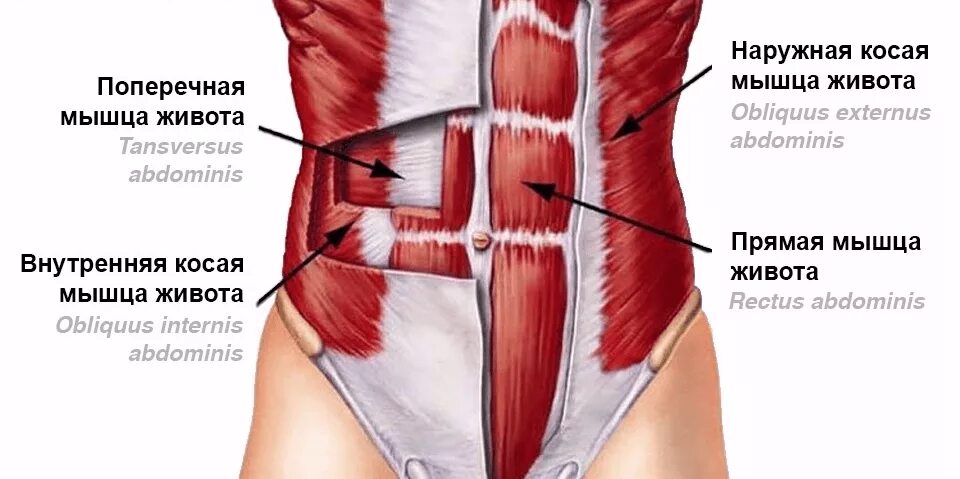 Сильные мышцы живота. Obliquus externus abdominis мышца. Наружная косая мышца живота апоневроз. Внутренняя косая мышца живота функции. Наружная косая мышца живота анатомия прикрепление.