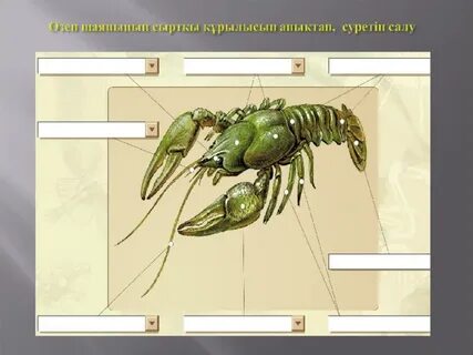 Жеке BDSM порноклубы