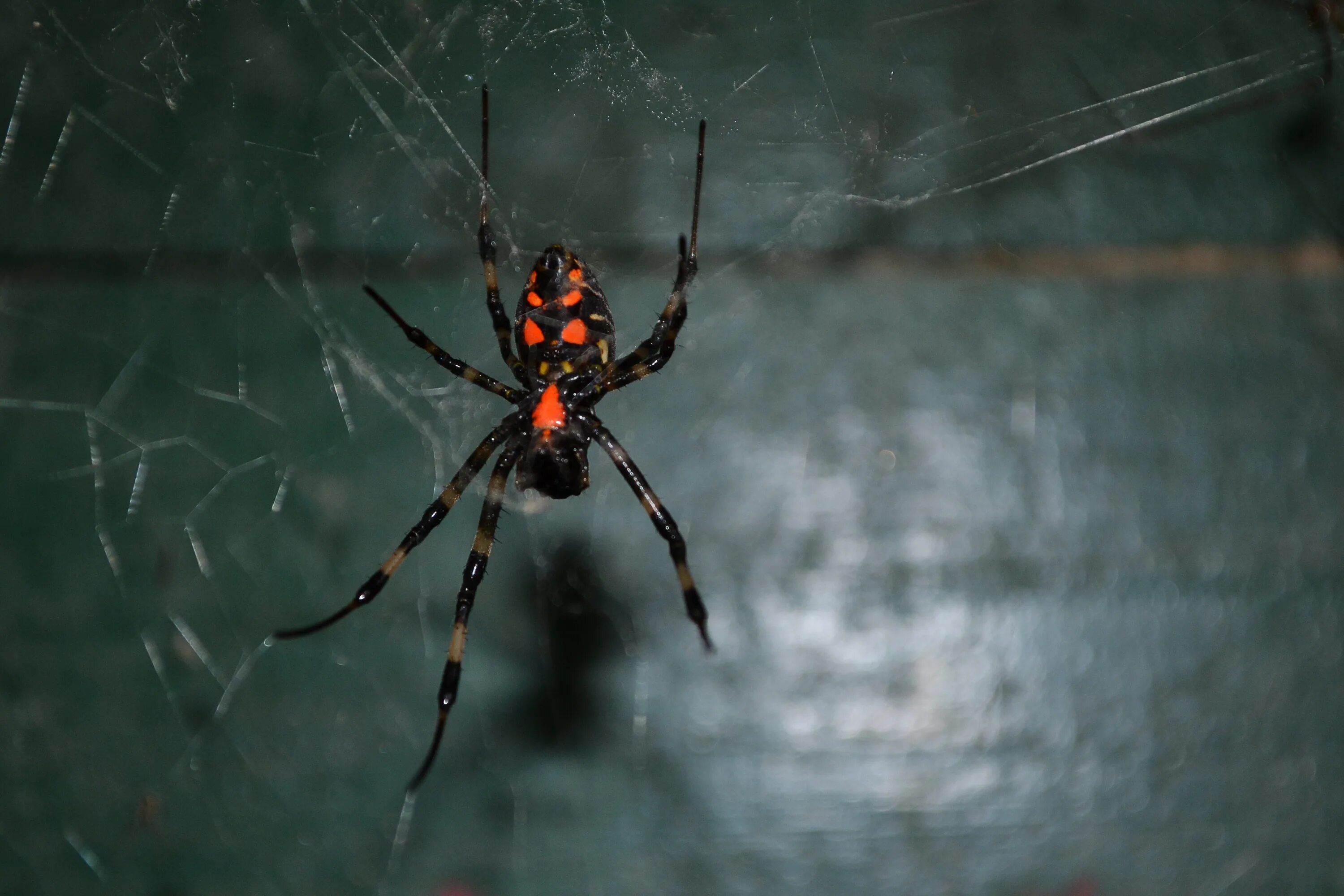 Пауки шри ланки. Черный Арахнид паук. Арахнид паук ядовит. Паук чёрная мамба паук. Черная вдова паук.