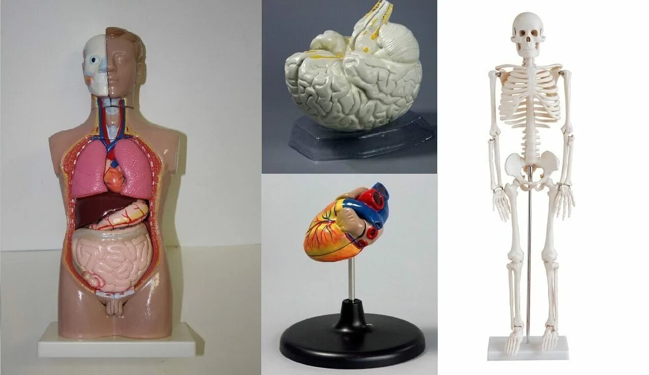 Модель органов человека. Макет строения человека. Макет человеческого организма. Макет строение тела человека. Модель человека анатомия.