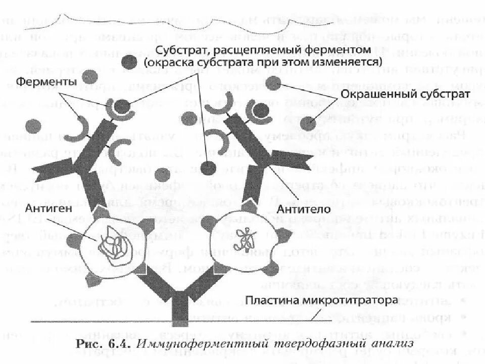 Нарисуйте схему прямого и непрямого гетерогенного конкурентного ИФА.. Схема ИФА иммунология. Схема постановки реакции ИФА. Иммуноферментный анализ схема. Ифа качественно что это