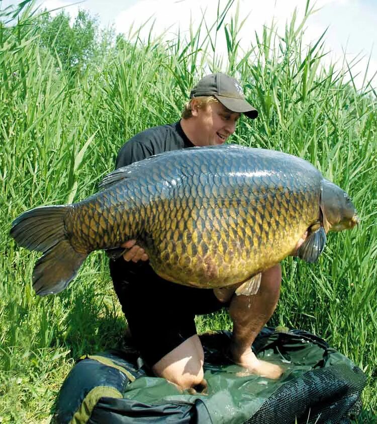 Самого большого карпа. Самый крупный сазан. Карп. Самый большой сазан. Самый большой Карп.