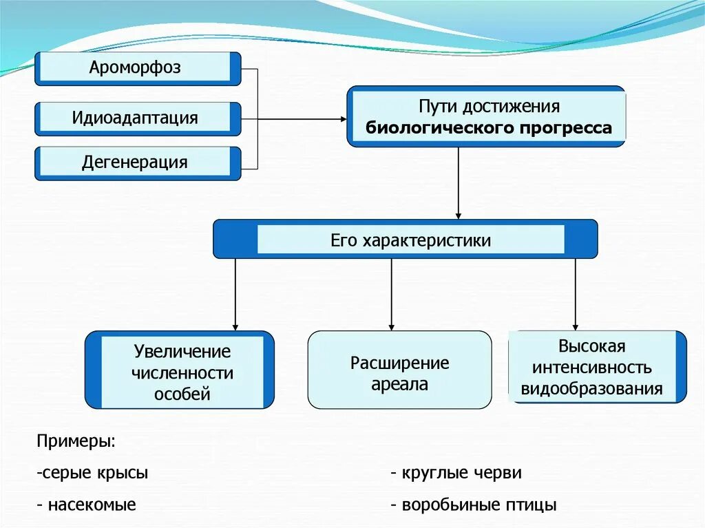 Основные пути достижения биологического прогресса примеры. Пути достижения биологического прогресса ароморфоз. Ароморфоз и идиоадаптация примеры. Ароморфоз идиоадаптация дегенерация примеры. Ароморфоз идиоадаптация общая дегенерация примеры.