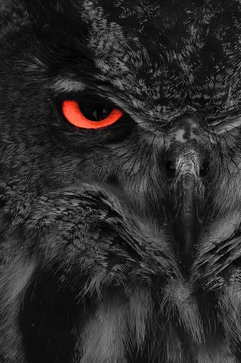 Злая заставка на телефон. Волколак, волкодлак. Хуавей блэк шарк. Злой чешир. Злая морда.