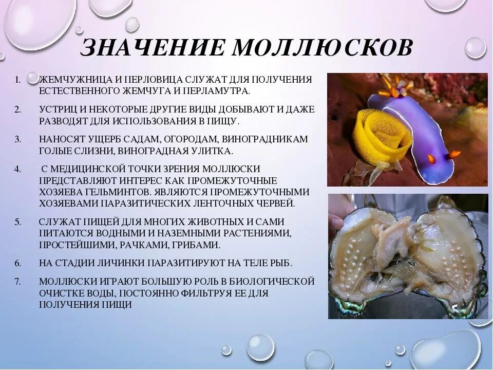 Моллюски применение