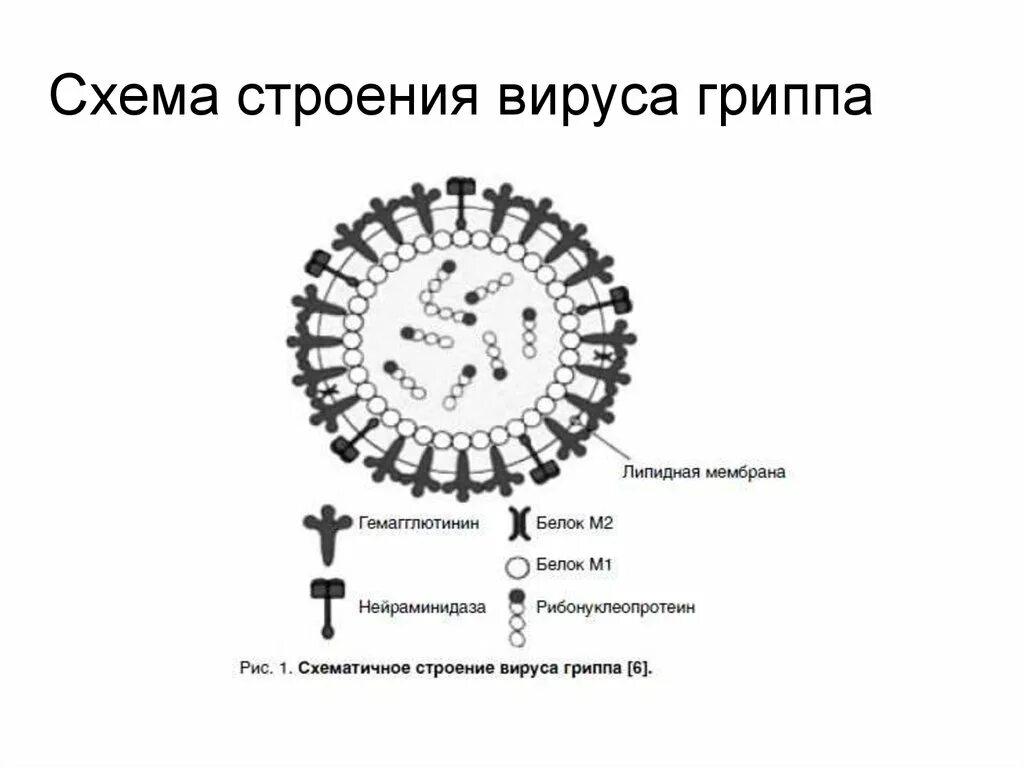 Тест вирус гриппа. Строение вируса гриппа. схема строения вируса гриппа. вирус гриппа схема. опишите строение вируса гриппа а.