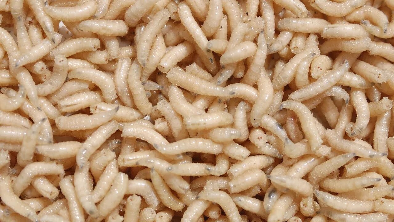 Pulse of the maggots. Pulse of the maggots