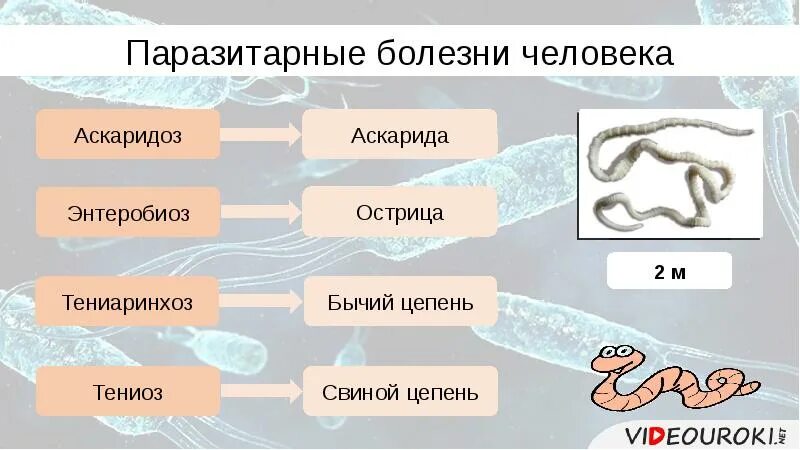 Основные паразитарные заболевания. Паразитарные заболевания органов пищеварения презентация. Паразитарные болезни человека. Виды паразитарных заболеваний.