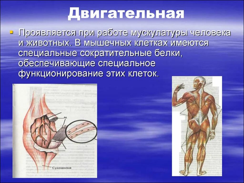 Двигательная функция белков. Сократительные белки человека. Сократительные белки мышц. Моторная двигательная функция белков.