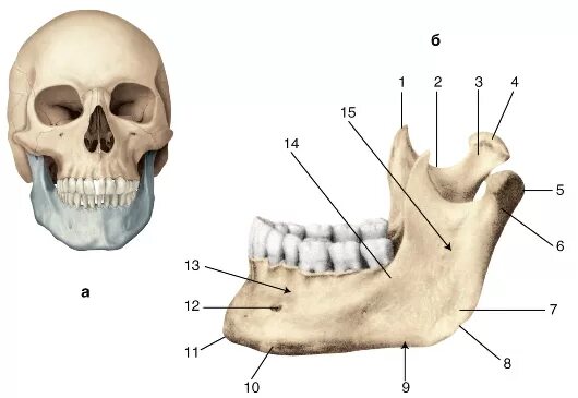 Нижняя челюсть анатомия кости. Анатомия нижней челюсти человека кости. Нижняя челюсть кость анатомия. Топография нижней челюсти человека. Развитый подбородочный выступ череп