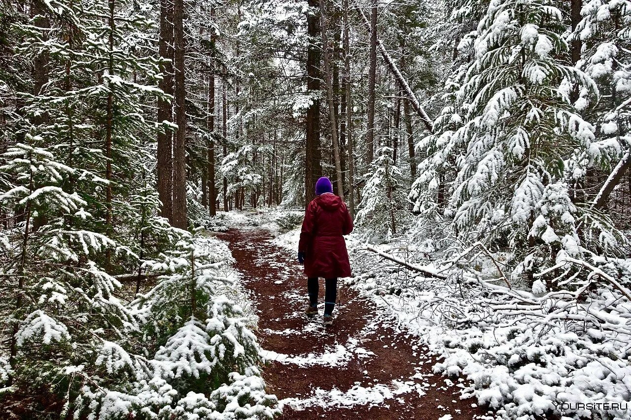 В лесу зимой можно. Прогулка в зимнем лесу. Прогулка по зимнему лесу. Прогулка в лесу зимой. Прогулка по снежному лесу.
