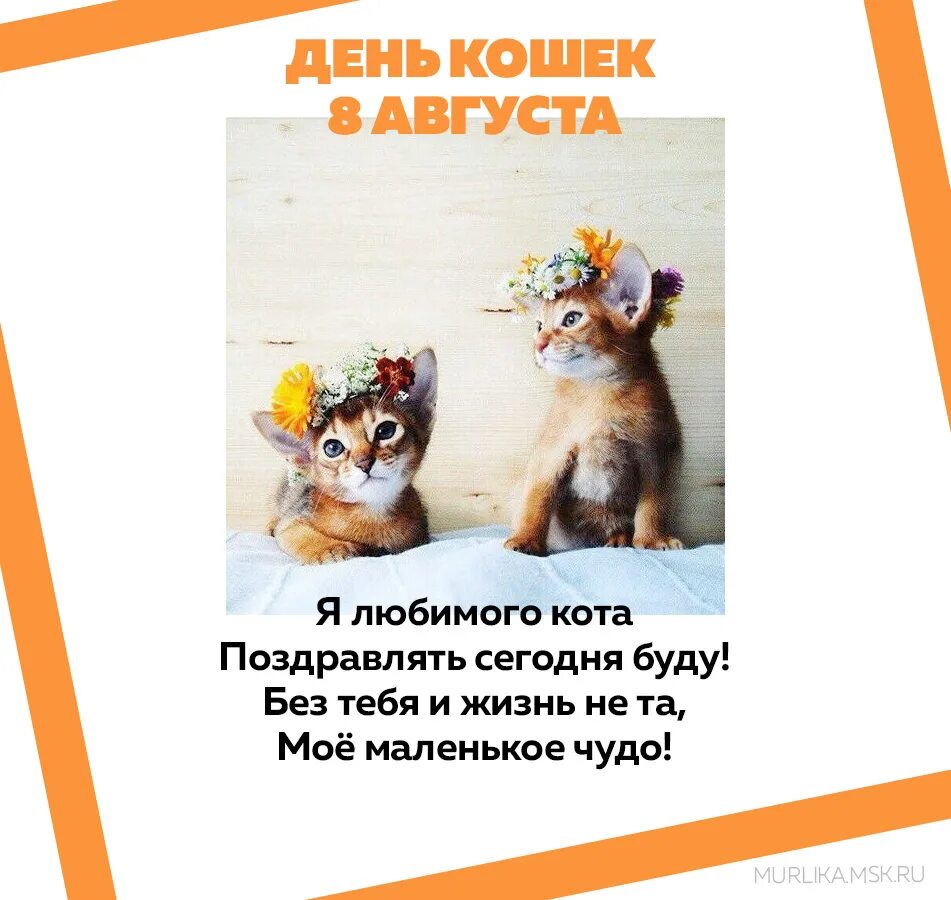 Развлечение день кошек. Всемирный день кошек. Международный день кота. С днём кошек картинки. 8августв Всемирный день кошек.