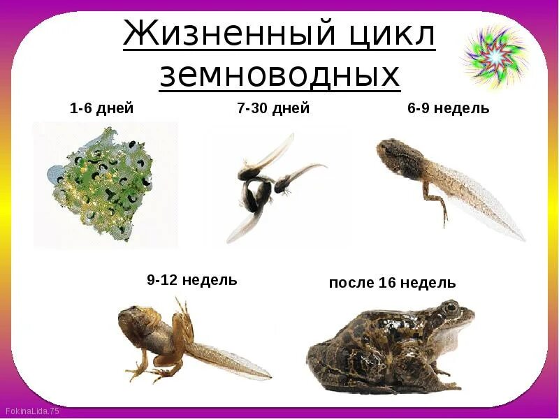 Головастик строение рисунок. Органы чувств головастика. Жизненный цикл амфибий. Стадии развития головастика. Строение пищеварительной системы земноводных.