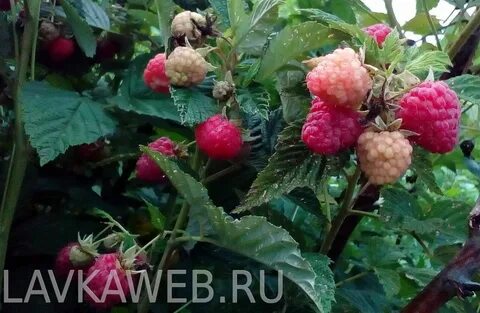 Малина крепыш