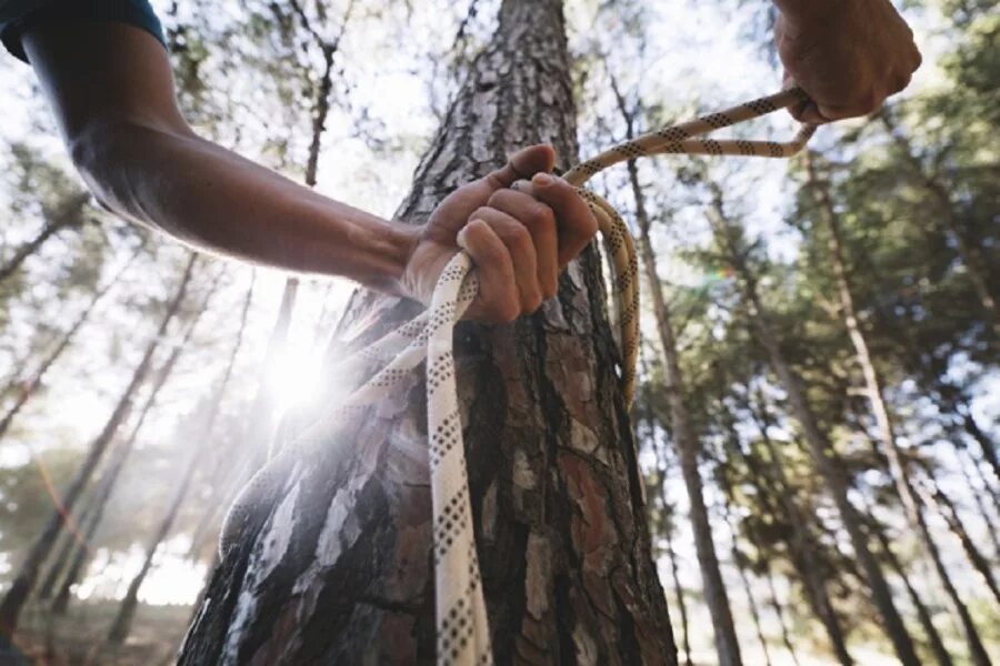 Зачем привязывают. Привязали к дереву в лесу. Привязать веревку к дереву.
