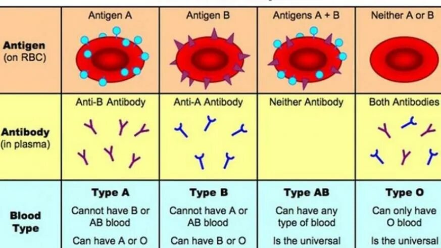 Антигены групп крови. Blood Group Types. Abo Blood Group. Blood Type antibodies.