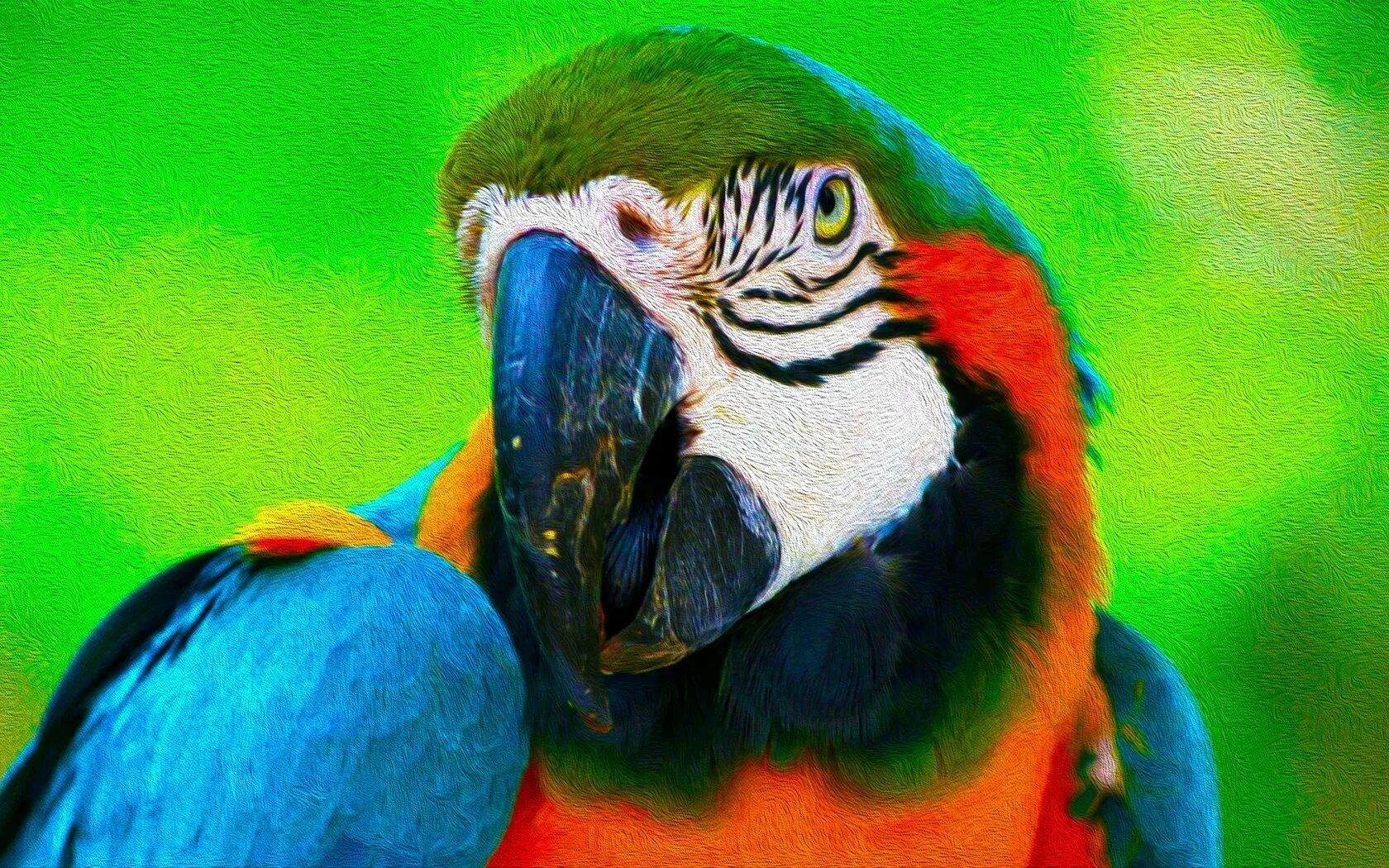 I ve parrot. Попугай ара клюв. Попугай ара 3д. Картинки на рабочий стол попугаи. Ара портрет.