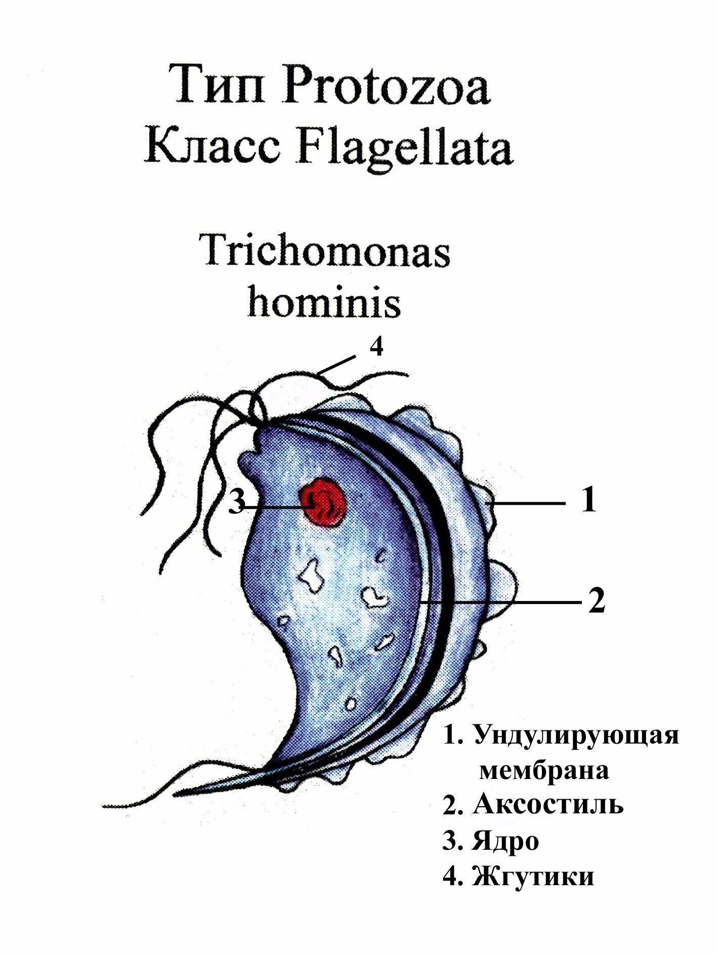 Трихомонада строение. Трихомонада кишечная аксостиль. trichomonas intestinalis строение. кишечная трихомонада trichomonas hominis. кишечная трихомонада строение.