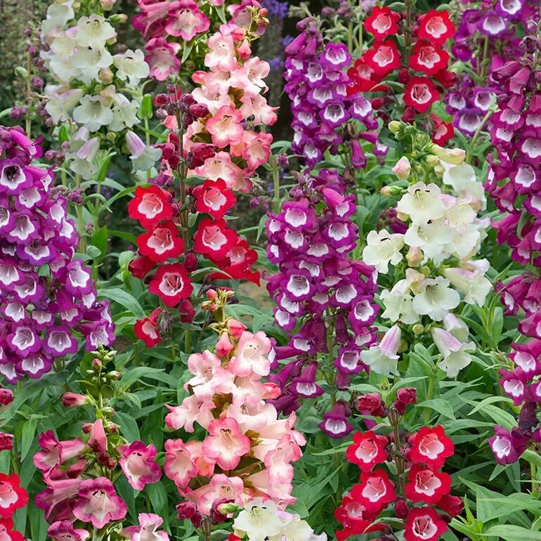 садовые цветы каталог с фотографиями. садовые цветы каталог многолетников. садовые цветы каталог многолетников. перечень многолетних цветов. садовые цветы каталог многолетников.