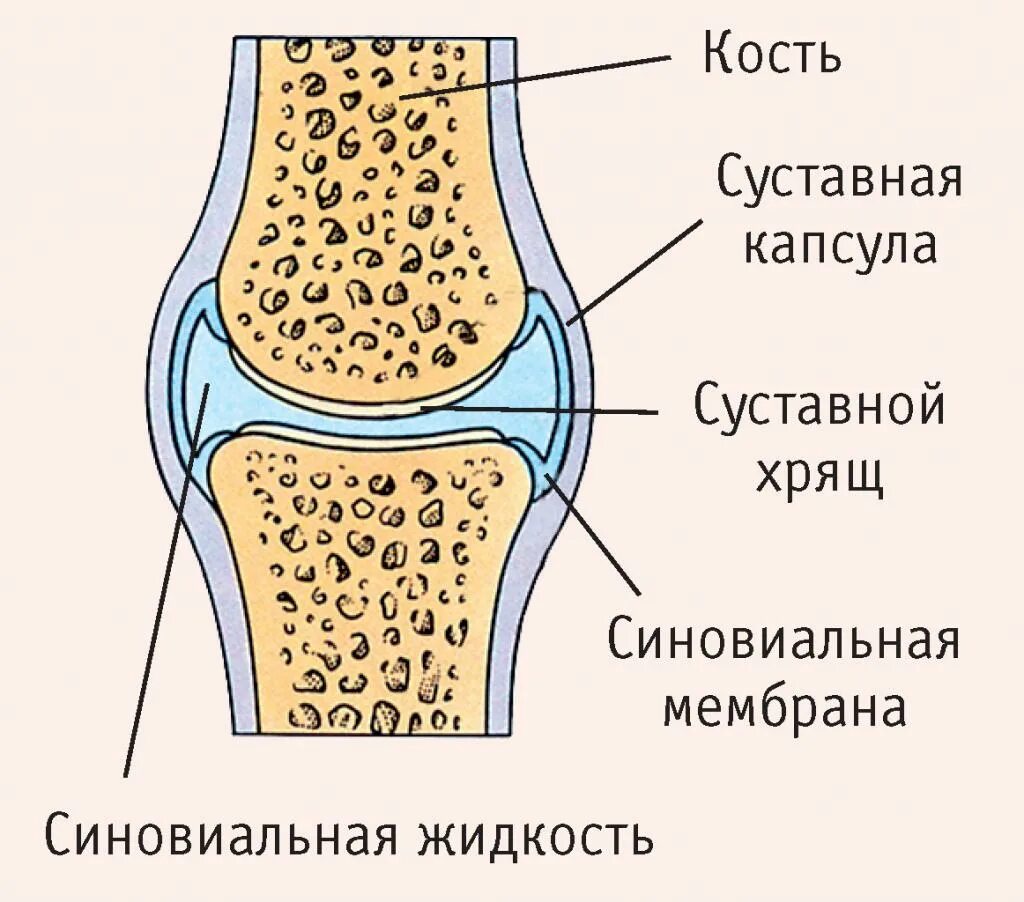 Какой сустав изображен. Строение сустава суставной хрящ. Строение сустава трубчатой кости. Схематичное принципиальное строение сустава. Строение сустава человека анатомия.