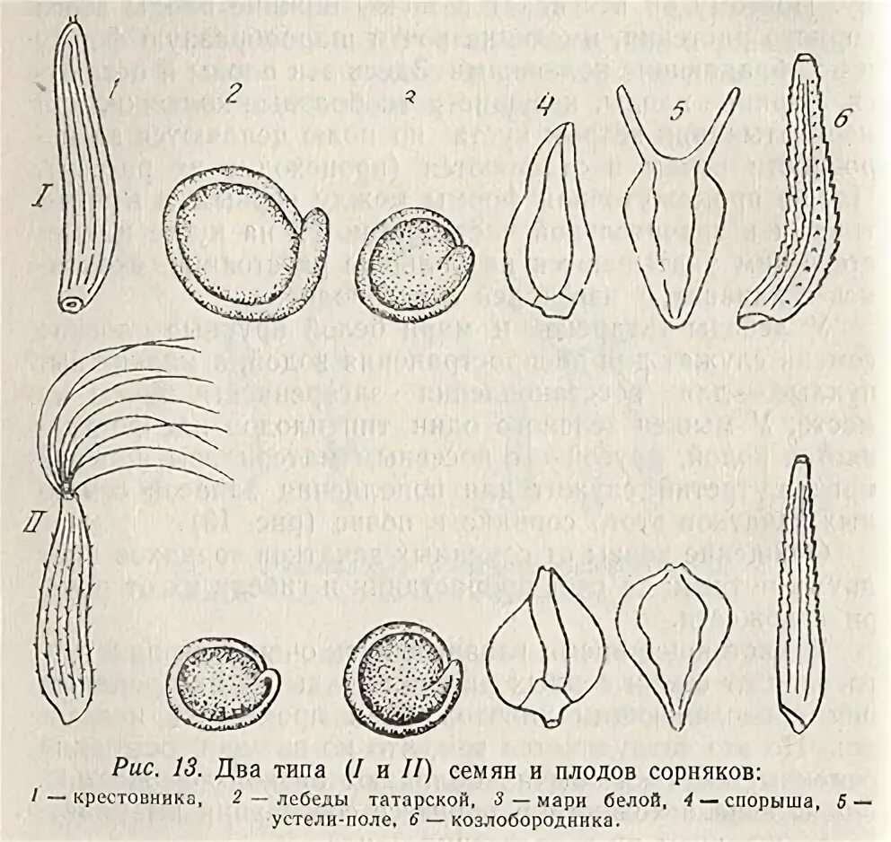 Семена сорных растений. Семечка вид плода. Основные типы семян. Атлас семена сорных растений.