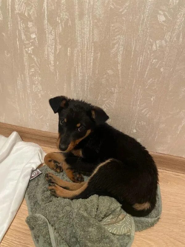 приютили накормили