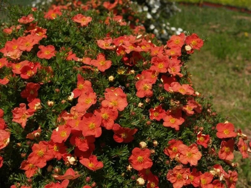 Лапчатка мэрион. Лапчатка кустарниковая ред айс. лапчатка кустарниковая red ace. лапчатка кустарниковая ред эйс. лапчатка кустарниковая red ace (ред айс).